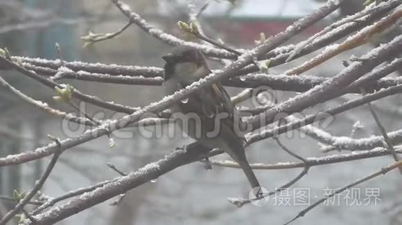 麻雀坐在树枝上，花蕾开始在树上绽放，下雪了。