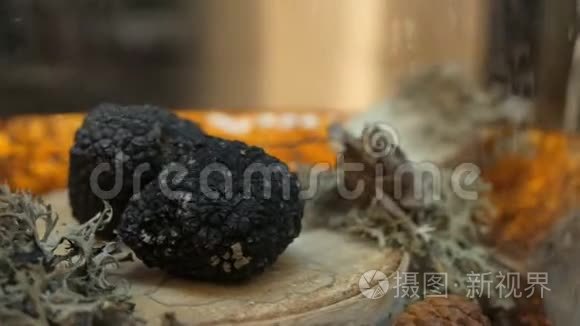 昂贵的稀有黑松露蘑菇视频