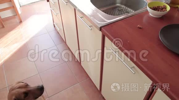 可爱的狗从厨房偷食物视频