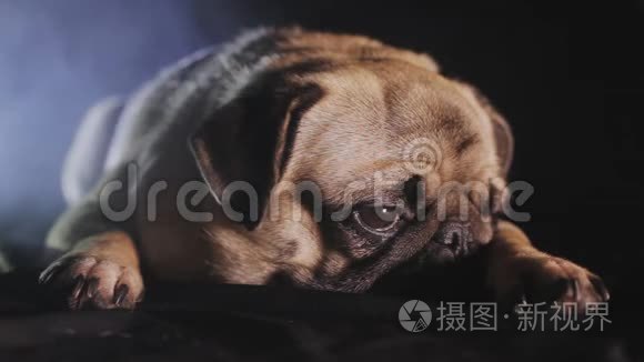 黑暗中一只可爱的小狗的肖像视频
