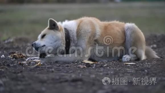 秋田英努在户外啃骨头视频