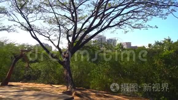 中国三亚美丽的公园视频
