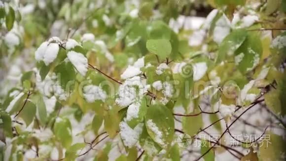 树上绿叶上的雪