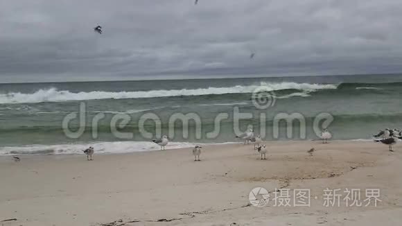 海滩上的海鸟和飞行视频