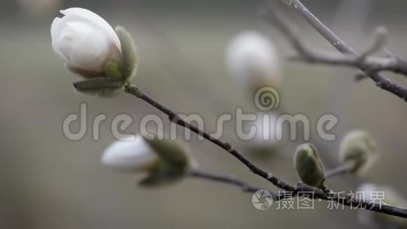 白玉兰花芽收拢..