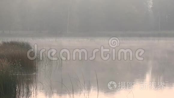 夏天早晨雾在湖面上翻滚。 4K
