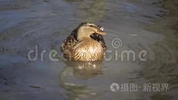 野鸭是一只浅尝辄止的鸭子