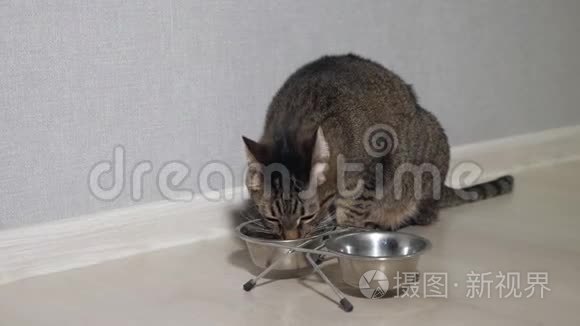 猫吃碗里的食物