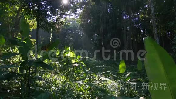 亚洲美丽丛林中的朝阳视频