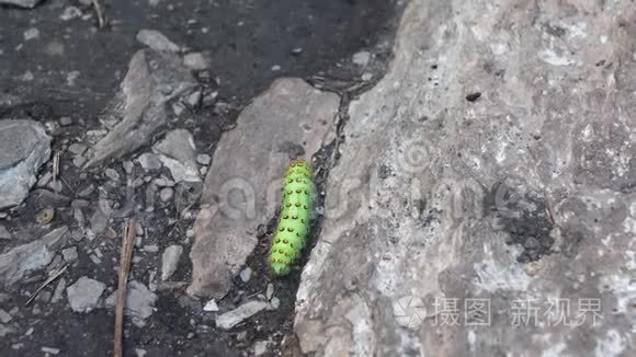 一只绿色的大幼虫在岩石中爬行。 孔雀。 土星的毛虫。 4k
