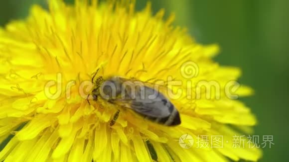 蜜蜂收集花粉的距离很近