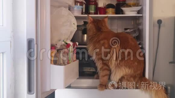 可爱的红色缅因州浣熊猫在家庭冰箱里寻找食物