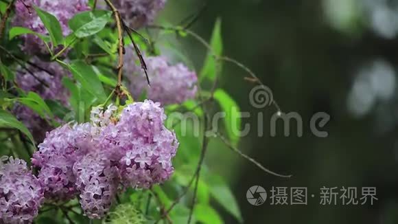 小雨滴在花上视频