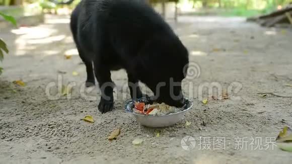 黑家养的狗从船头吃他的饭视频