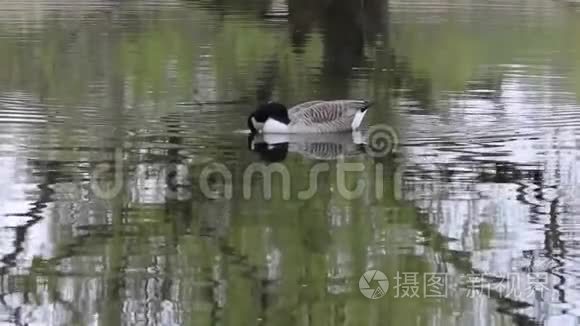 加拿大鹅水鸟视频