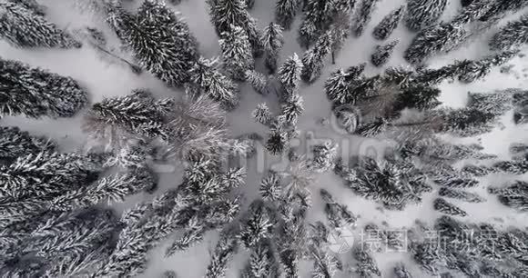 从空中垂直降落在雪松森林之上。 多云的坏天气。 意大利阿尔卑斯山冬季白云石