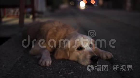 狗躺在城市路的傍晚