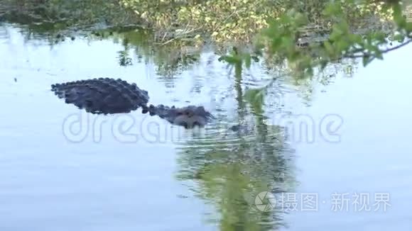 美国鳄鱼在佛罗里达湿地游泳视频