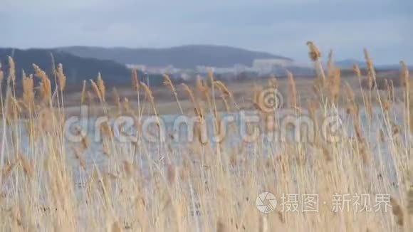 湖中枯黄的芦苇视频