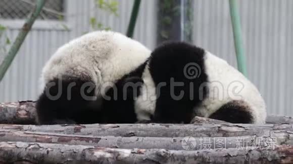 中国的小熊猫幼崽正在冷却视频