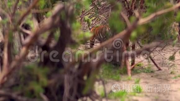 动物园里的一只小老虎视频