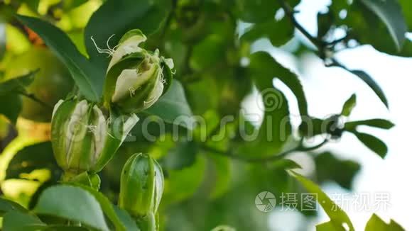 激情果花随风摇曳视频