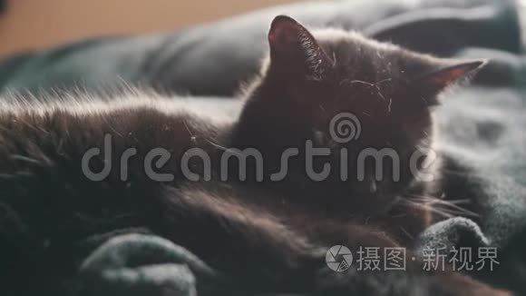 黑猫趴在地上视频