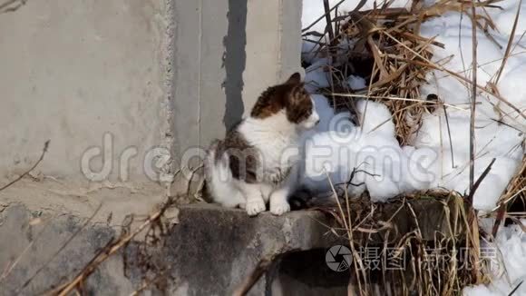 小猫捕捉到空气中的气味视频