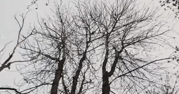 一个人看着树的顶端，然后往下看，看着周围裸露的树木