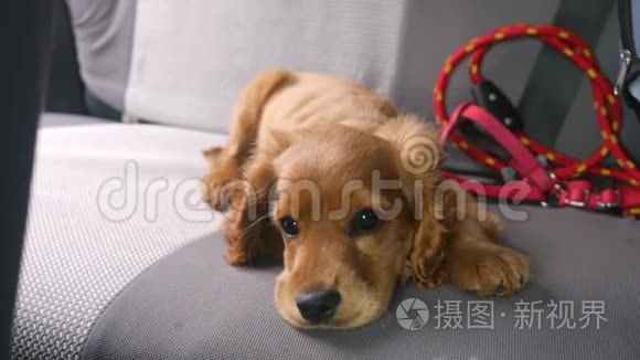 趴在汽车后座上的可卡猎犬视频