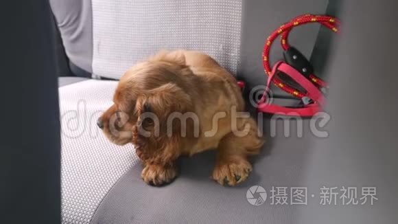 趴在汽车后座上的可卡猎犬视频