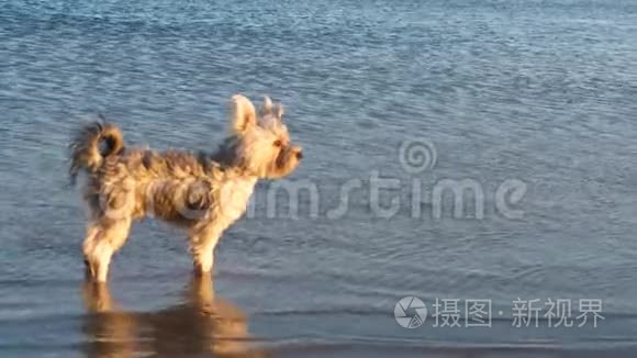 沙滩上狗的慢镜头视频