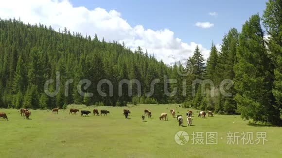 春天空中风景如画的高山景观，牧场上有奶牛美丽的景色.