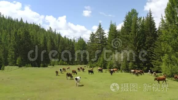 春天空中风景如画的高山景观，牧场上有奶牛美丽的景色.