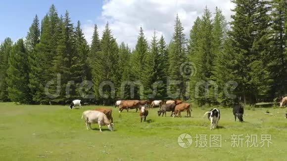 春天空中风景如画的高山景观，牧场上有奶牛美丽的景色.