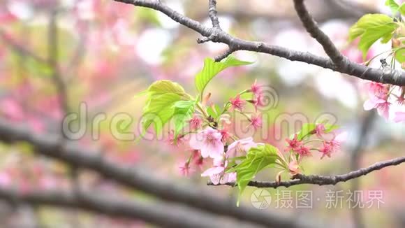 粉红樱花，日本开花樱花上樱花树.. 樱花花是日本的代表