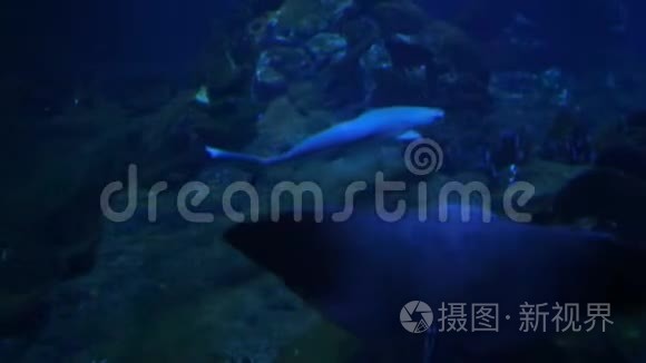 鱼类鲨鱼的水下生活视频