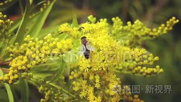 蜜蜂采集花蜜黄色的含羞草视频