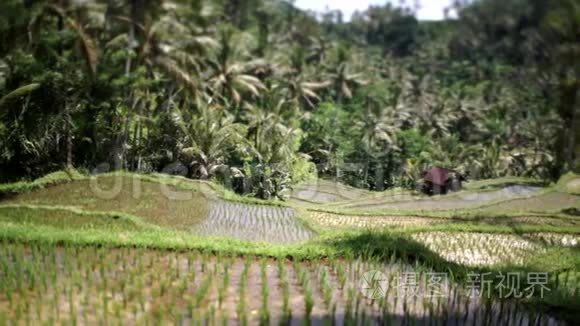 巴厘岛的乡村生活视频