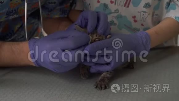 为兽医诊所的小猫清洗眼睛