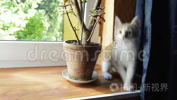 姜小猫咬窗台上的家种植物