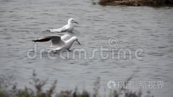 超慢动作海鸥潜水捕鱼