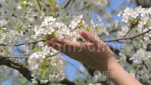 女人手摸抚树上盛开的白花视频