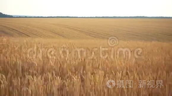 麦田在车窗外活动。