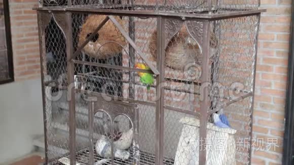 百格瑞格宠物在鸟笼里
