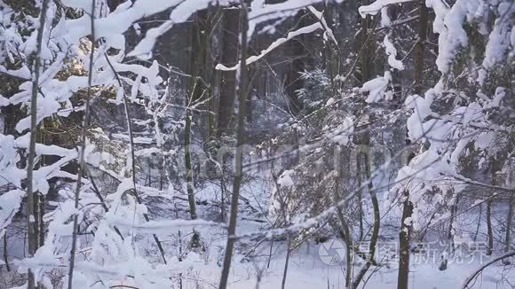 微笑的人走雪。 冬季森林旅行者带背包。 在镜头前挥动他的手