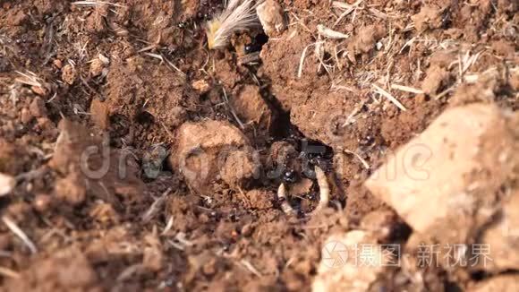 在蚁丘旁辛勤工作的蚂蚁视频