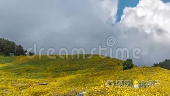 晴天野葵花田的时间推移视频