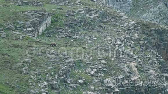 大山野灰熊刮胡子视频