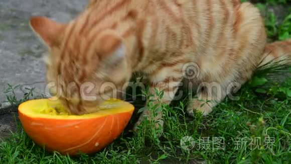 红猫在大自然中吃南瓜视频